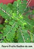 Fleurs-Fruits-Feuilles de phyllanthus amarus