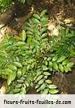 Fleurs-Fruits-Feuilles de phyllanthus phyllireifolius