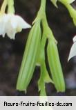 Fruit de polystachya cultriformis