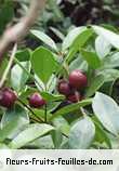 Fleurs-Fruits-Feuilles de psidium cattleyanum