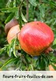 Fleurs-Fruits-Feuilles de punica granatum