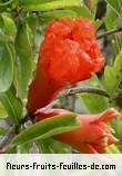 Fleurs de punica granatum
