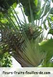Fleurs-Fruits-Feuilles de ravenala madagascariensis
