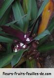 Fleurs-Fruits-Feuilles de rhoeo spathacea