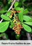 fruits de rhus longipes