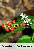 Fleurs-Fruits-Feuilles de rivina humilis