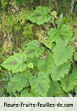 Fleurs-Fruits-Feuilles de rubus alceifolius