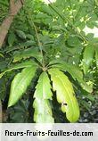 Fleurs-Fruits-Feuilles de schefflera digitata