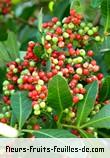 Fleurs-Fruits-Feuilles de schinus terebinthifolius