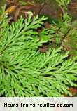 Fleurs-Fruits-Feuilles de selaginella species