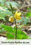 Fleurs-Fruits-Feuilles de senna occidentalis