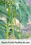 fruits de sesbania grandiflora