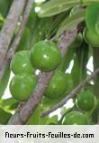 fruits de sideroxylon majus