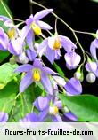 Fleurs-Fruits-Feuilles de solanum seaforthianum