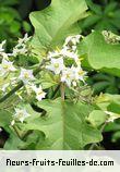 Fleurs-Fruits-Feuilles de solanum torvum