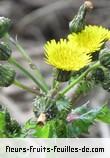 Fleurs-Fruits-Feuilles de sonchus asper