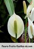 Fleurs-Fruits-Feuilles de spathiphyllum wallisii