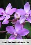 Fleurs-Fruits-Feuilles de spathoglottis species