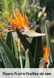 Fleurs-Fruits-Feuilles de strelitzia reginae