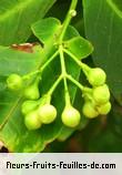 Fleurs-Fruits-Feuilles de syzygium samarangense