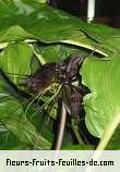 Fleurs-Fruits-Feuilles de tacca chantrieri