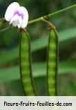 fruits de tephrosia noctiflora