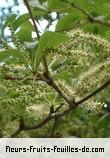 Fleurs-Fruits-Feuilles de terminalia mantaly