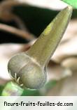 fruits de thunbergia laevis