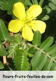 Fleurs-Fruits-Feuilles de tribulus cistoides