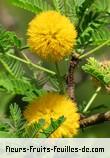 Fleurs-Fruits-Feuilles de vachellia farnesiana