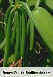 fruits de vanilla planifolia