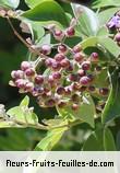 fruits de vitex trifolia