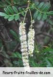 Fleurs-Fruits-Feuilles de weinmannia tinctoria