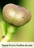Fruit de Leea species