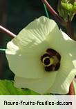 Fleurs de abelmoschus esculentus