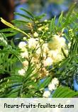 Fleurs-Fruits-Feuilles d'acacia mearnsii