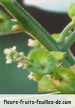 Fleurs de acalypha indica