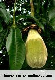 Fruit de adansonia digitata
