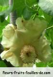 Fleurs de adansonia digitata