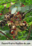 Fleurs-Fruits-Feuilles d'adenanthera pavonina
