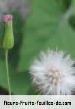 Fleurs-Fruits-Feuilles d'ageratum species