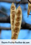 Fleurs-Fruits-Feuilles d'albizia lebbeck