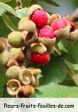 Fleurs-Fruits-Feuilles d'alectryon excelsus