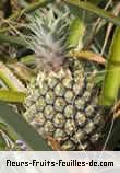 Fleurs-Fruits-Feuilles d'ananas comosus