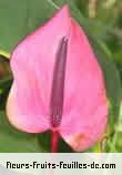 Fleurs-Fruits-Feuilles de anthurium species