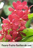 Fleurs-Fruits-Feuilles de aranda species