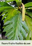 Fleurs-Fruits-Feuilles d'artocarpus altilis_seminifera