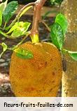 Fleurs-Fruits-Feuilles d'artocarpus heterophyllus