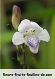 Fleurs de asystasia gangetica