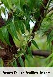 Fleurs-Fruits-Feuilles de azadirachta indica
